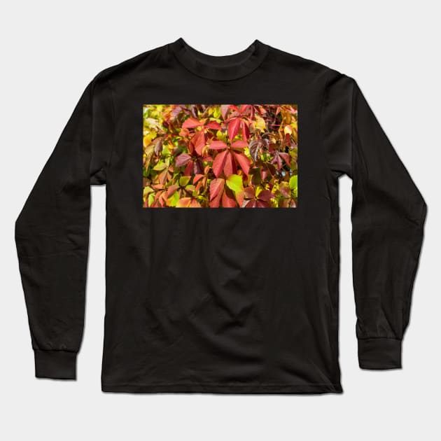 Soft orange-red Virginia creeper leaves in autumn Long Sleeve T-Shirt by lena-maximova